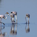 Flamingo-rosado (Phoenicopterus roseus)